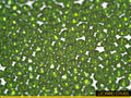 Jade Green : Classico Sew-On Rhinestone